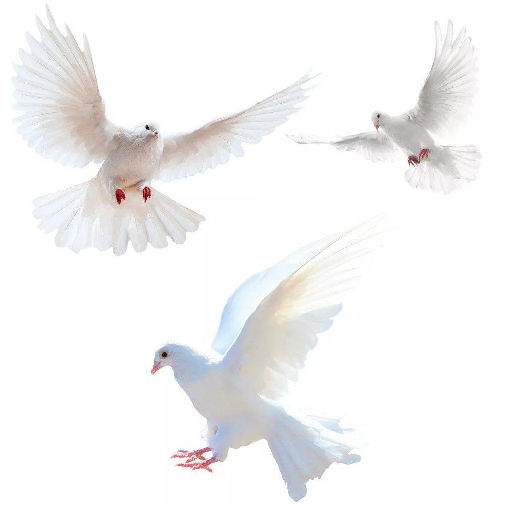 Peace Dove Wall Stickers for L - Xt Home Textiles avaliação e preço