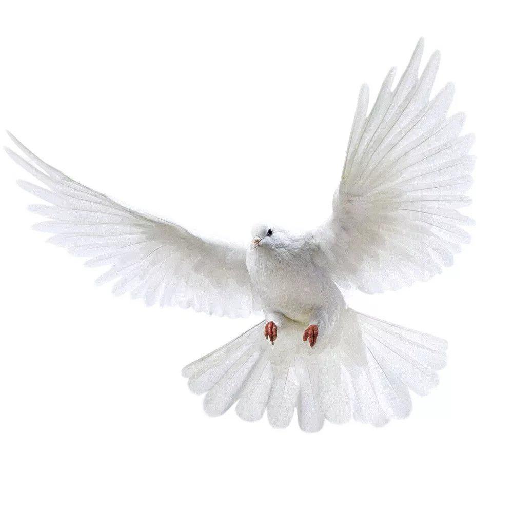 Peace Dove Wall Stickers for L - Xt Home Textiles avaliação e preço
