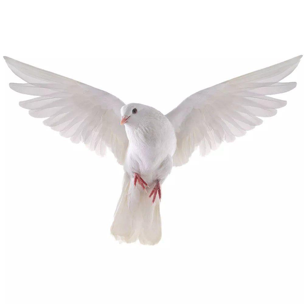 Peace Dove Wall Stickers for L - Xt Home Textiles avaliação e preço
